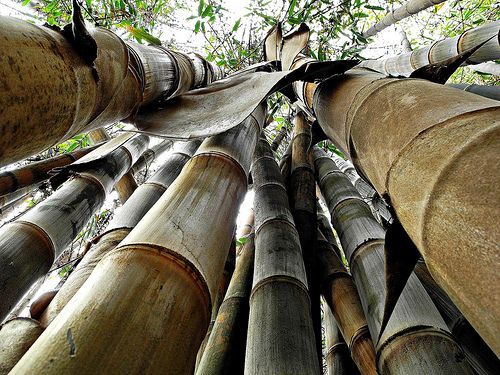  Bambu Gigante (Dendrocalamus Giganteus)