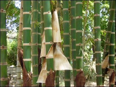 Bambu Guadua (Guadua angustifolia)