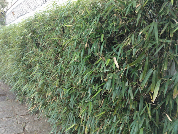 Bambu Japones (Metake) (Dracaena braunii) 