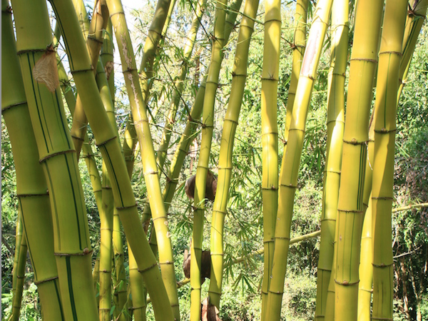  Bambu Sitio da Mata (B. vulgaris vittata verde com verde)