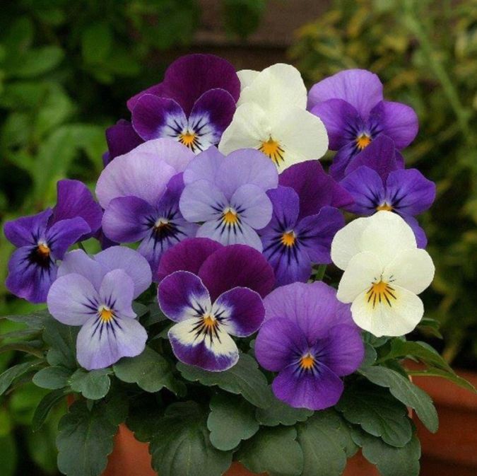 AMOR PERFEITO MINI DOBRADO SCOTCH (Viola tricolor)