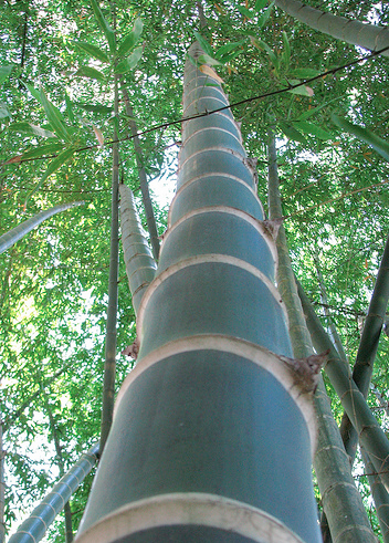 Bambu Para Agronegócio