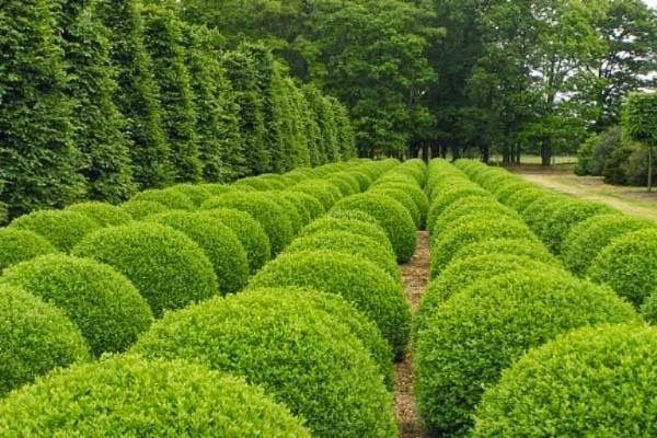 Buxinho Bola Buxus Sempervirens