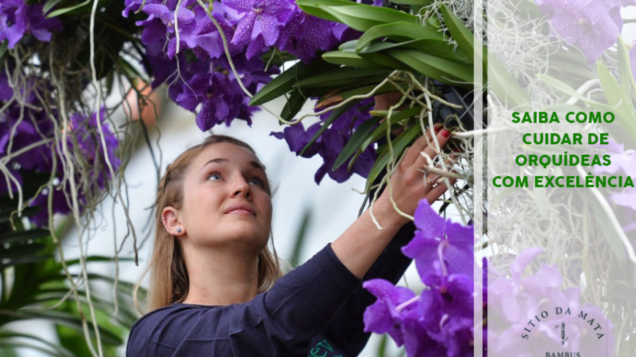 Saiba Como Cuidar de Orquídeas com Excelência | Sítio da Mata