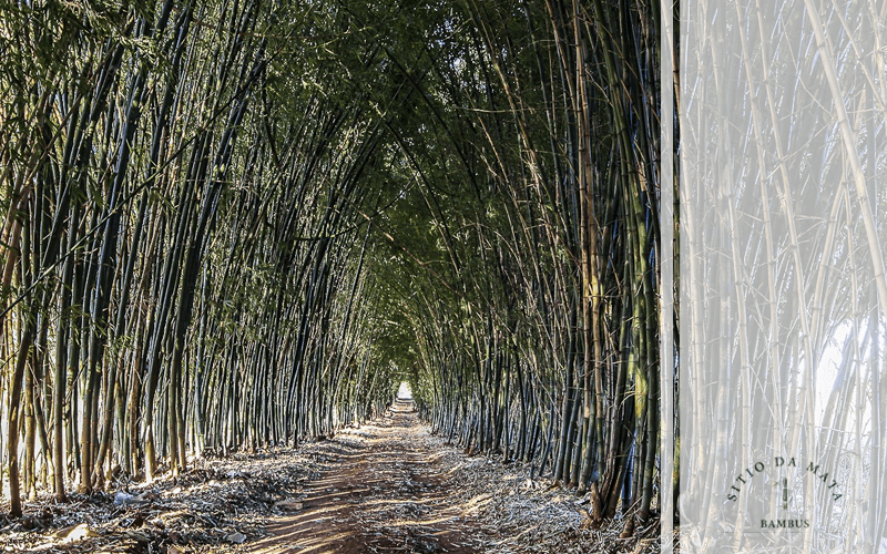 Bambu Verde Para Cerca Viva: Essa é Uma Boa Opção?