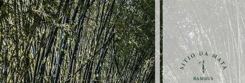 Bambu Verde Para Cerca Viva: Essa é Uma Boa Opção?