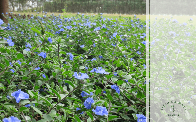 Você Conhece a Flor Azulzinha?