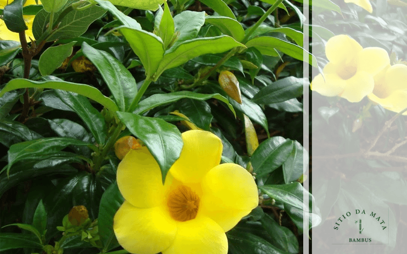 Alamanda Amarela: a Trepadeira Com Flor Amarela