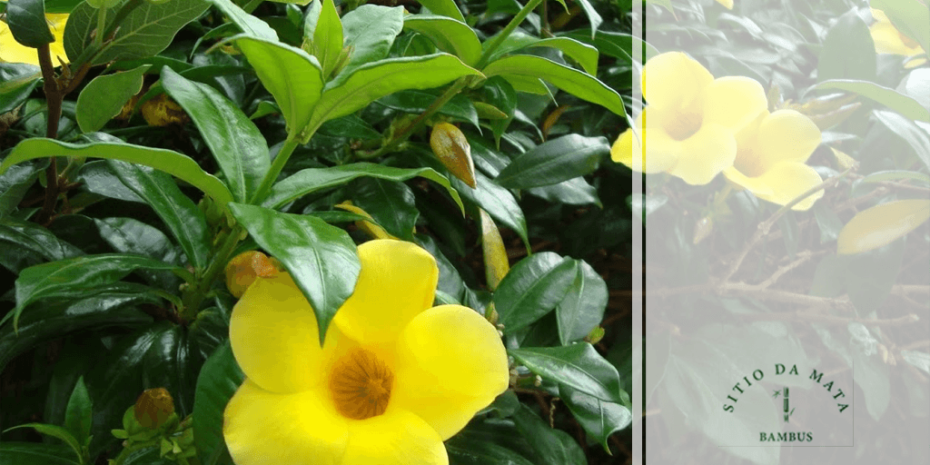 Alamanda Amarela: a Trepadeira Com Flor Amarela | Sítio da Mata Bambus