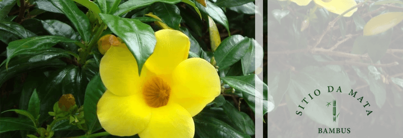 Alamanda Amarela: a Trepadeira Com Flor Amarela | Sítio da Mata Bambus