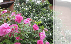 Ipomeia Rubra: A Trepadeira Com Flores Rosas