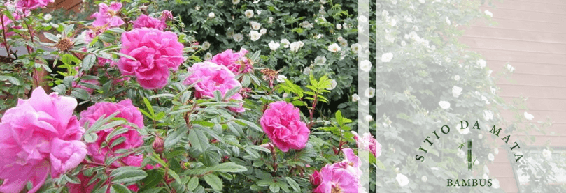 Ipomeia Rubra: A Trepadeira Com Flores Rosas