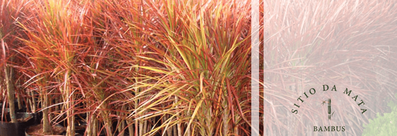Planta Dracena Tricolor: Como Utilizá-la no Paisagismo