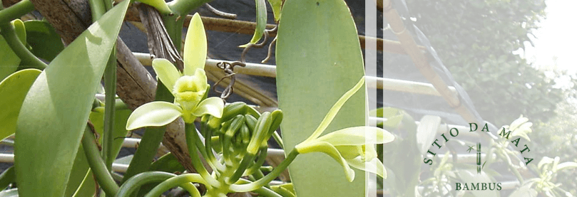 Baunilha Planta: Tenha Esse Aroma em Sua Casa