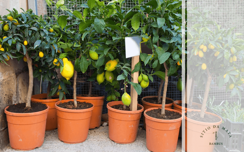 Plantas Frutíferas em Vaso: Tenha na Sua Casa!