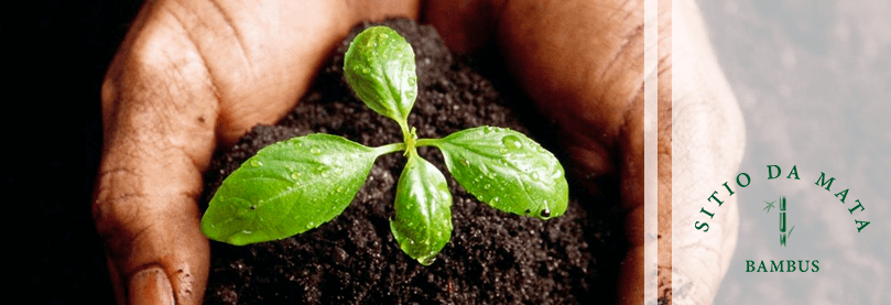 5 Dicas de Como Plantar um Planta
