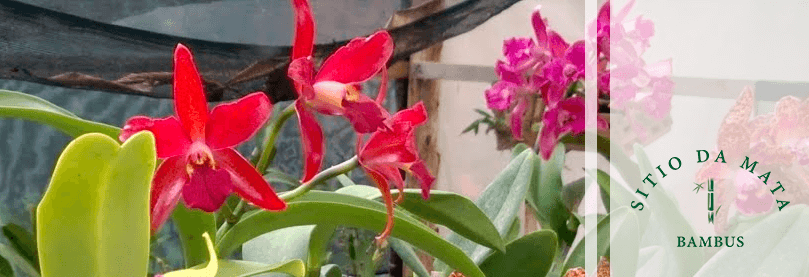 Como Devo Molhar Orquídeas