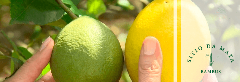 10 Dicas de Como Cultivar Limão Siciliano