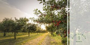 Como Fazer um Pomar de Frutas Variadas