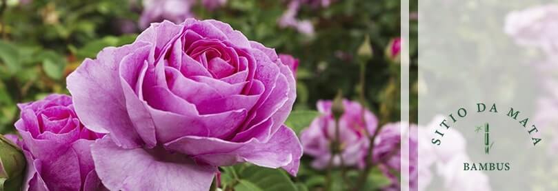 Como Plantar Rosa de Buque