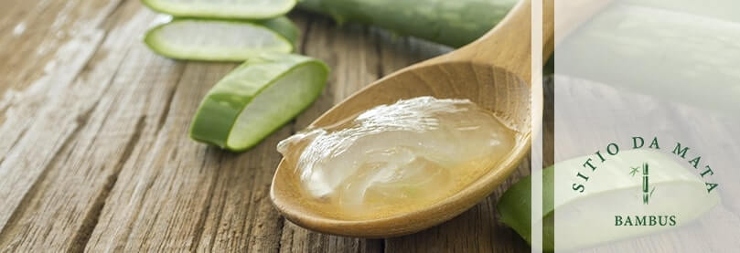 5 Tipos de Plantas Para Cicatrizar Feridas