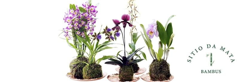 Como Fazer Kokedama com Orquídeas?