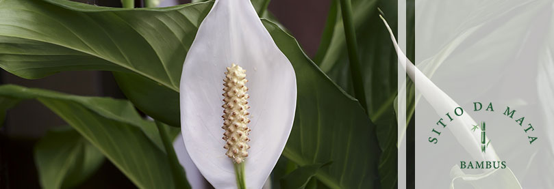 Plantas e Flores De Outono: Saiba Como Cultivar