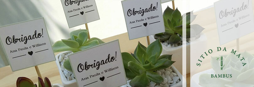 Tipos de Plantas Para Lembrança de Casamento Tipos de Plantas Para Lembrança de Casamento