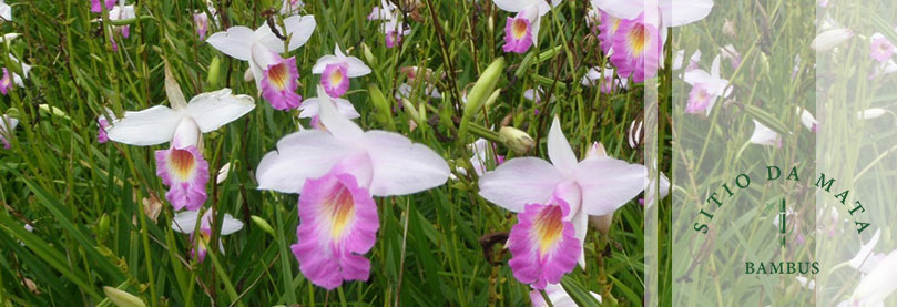 Plantas ornamentais para jardim Plantas ornamentais para jardim