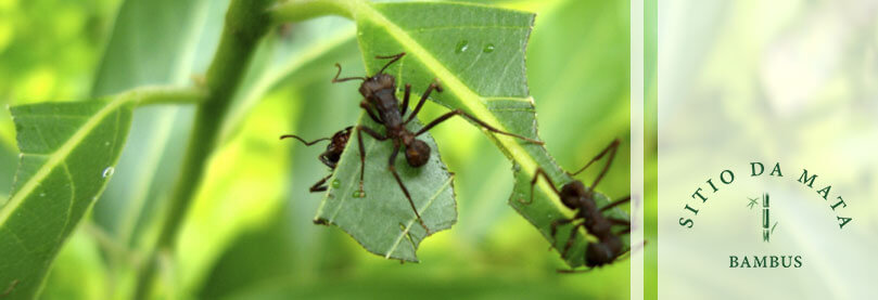 Como acabar com formigas em plantas frutíferas