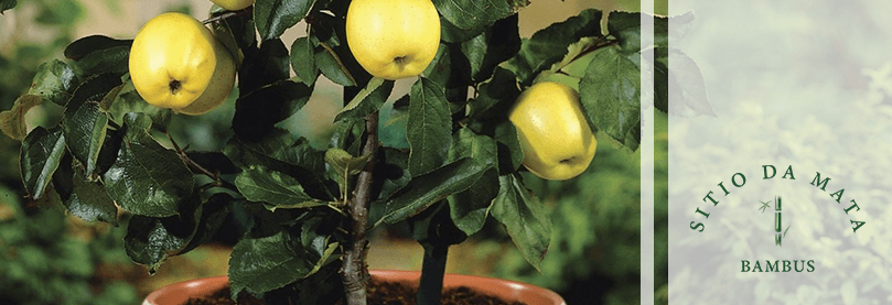 Como Fazer Mini Arvores Frutíferas