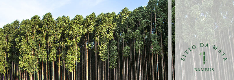 Plantas Nativas Para Reflorestamento