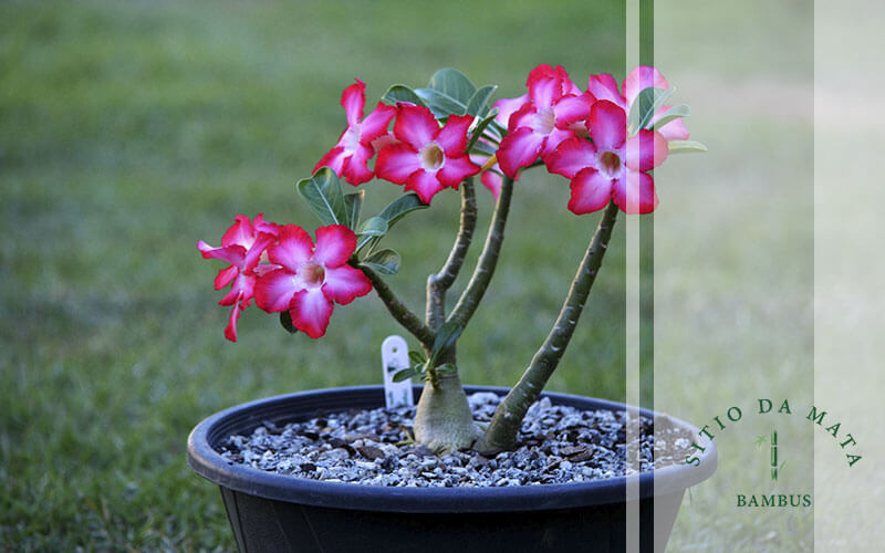 Rosa-do-deserto: como cuidar e cultivar a planta em casa