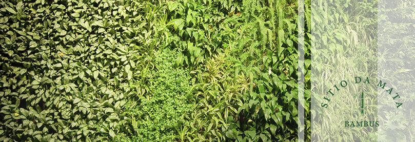 plantas para muro verde 