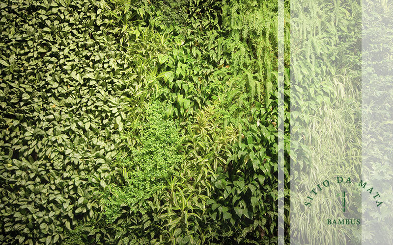 plantas para muro verde