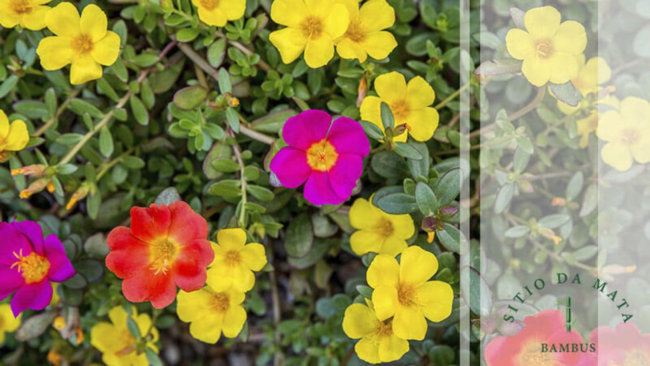 Lista de Flores Para Plantar na Primavera