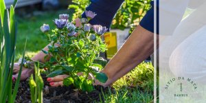 adubo para plantas florescerem