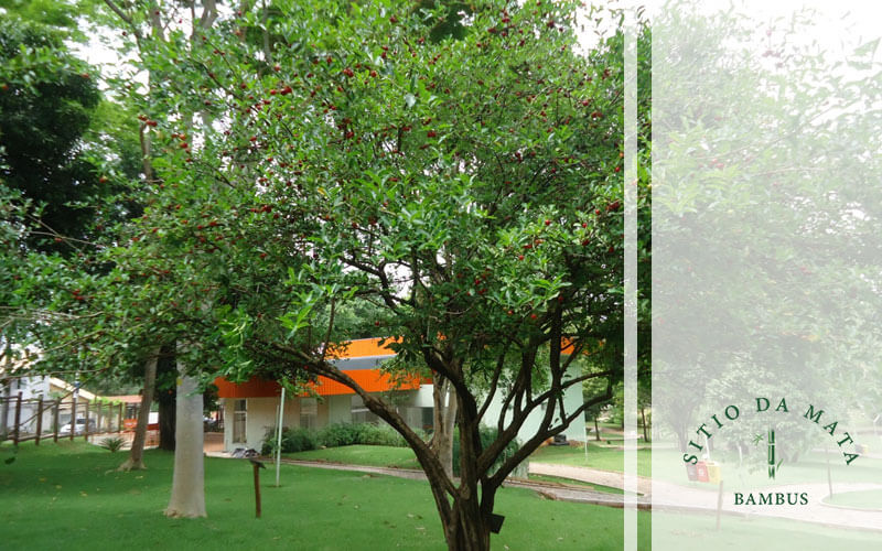 árvore de pequeno porte para jardim