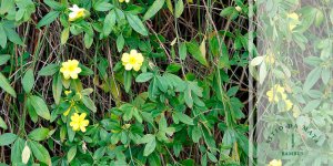 flores para cerca viva plantas para cerca viva