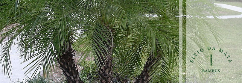 palmeira para jardim