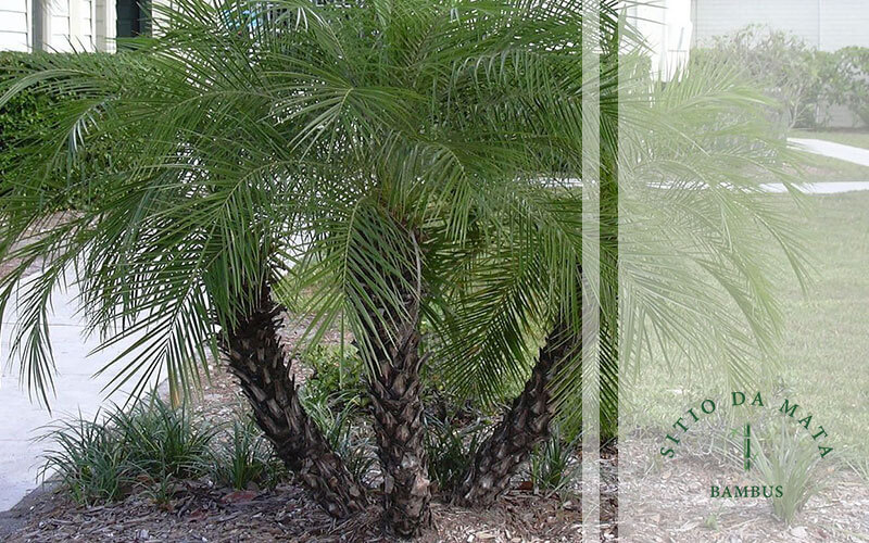 palmeira para jardim