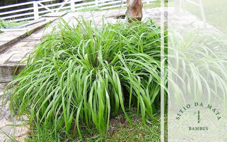 Plantas herbáceas: Espécie e sugestões para o seu jardim