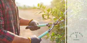 Dicas de ferramentas para jardinagem