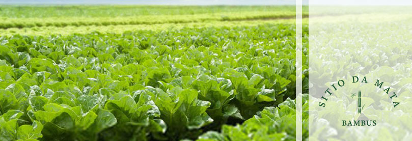 Benefícios das Verduras