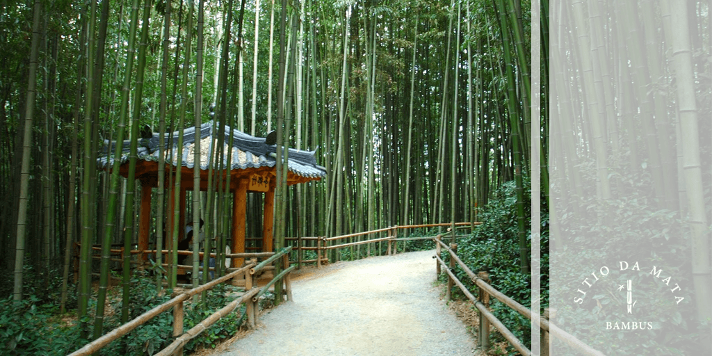 Tipos de bambu para paisagismo