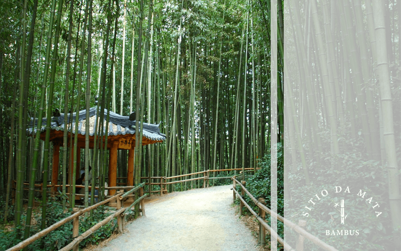 Tipos de bambu para paisagismo