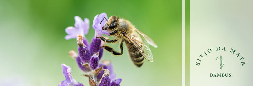 Plantas que atraem abelhas