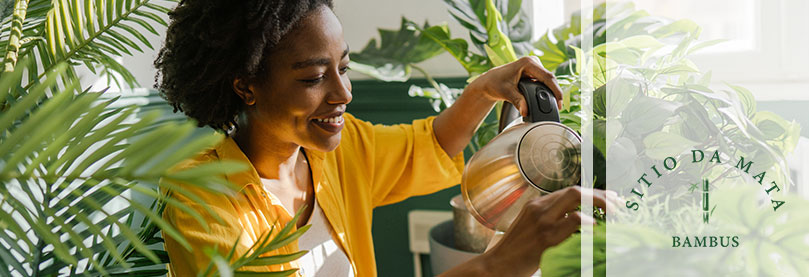 Dicas para cuidar de plantas dentro de casa