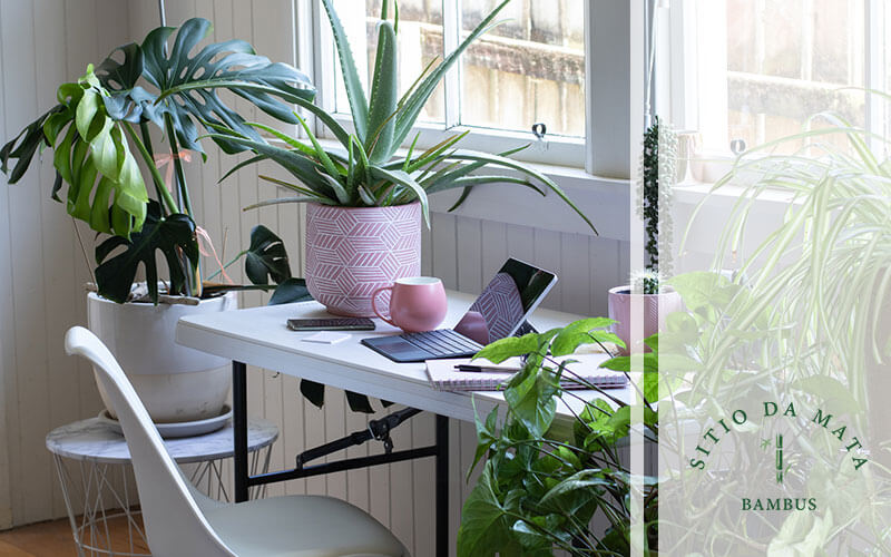 Repagine seu escritório com plantas e aumente a produtividade