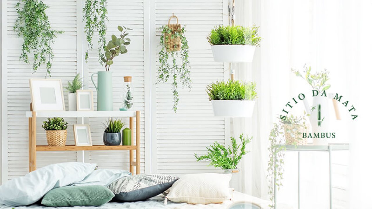 12 plantas para apartamento lindas e fáceis de cuidar